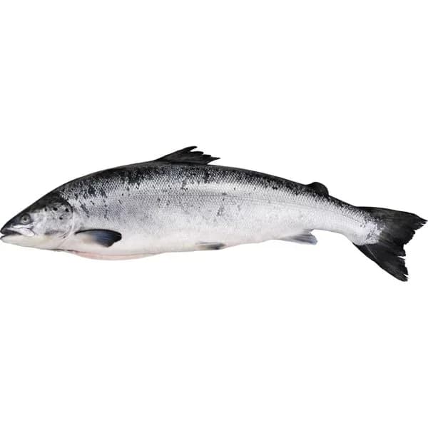 Salmón Noruego Grande Entero o Medio - 2 kg - Imagen del producto en Findit