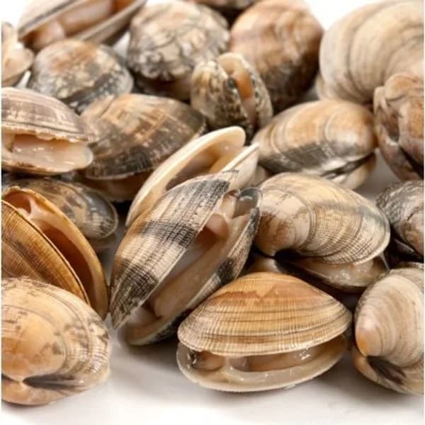Almeja fina congelada a granel - 1 kg - Imagen del producto en Findit