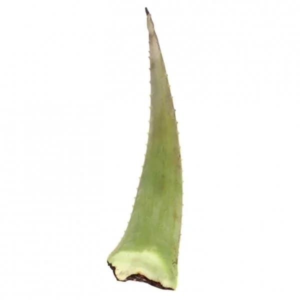 Aloe vera ecológico Carrefour Bio 250 g - 1 ud - Imagen del producto en Findit