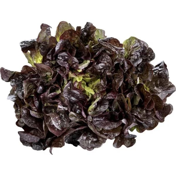 Lechuga Hoja de Roble - 0.25 kg - Imagen del producto en Findit