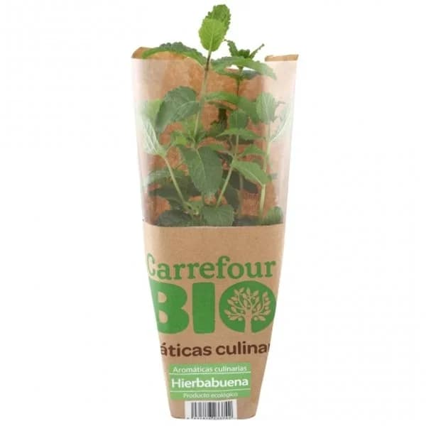 Hierbabuena ecológico Carrefour Bio maceta 1 ud - 1 ud - Imagen del producto en Findit