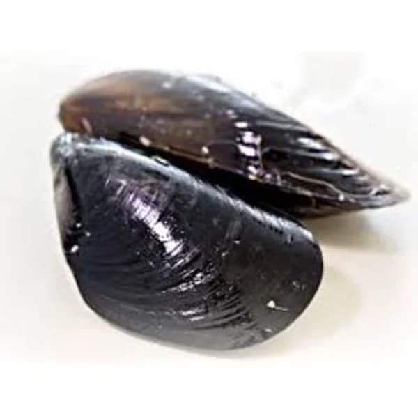 Mejillón gigante (entrega fin de semana) - 1 kg - Imagen del producto en Findit