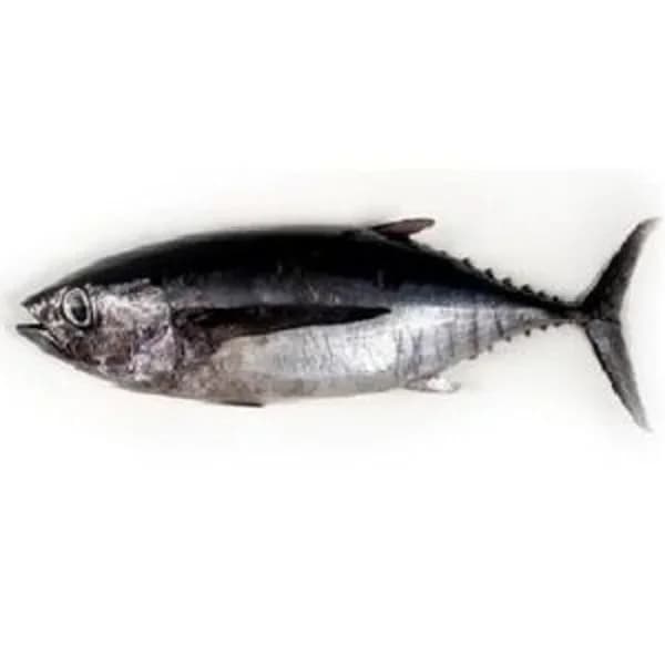 Bonito del norte (8 kg aprox) - 1 kg - Imagen del producto en Findit