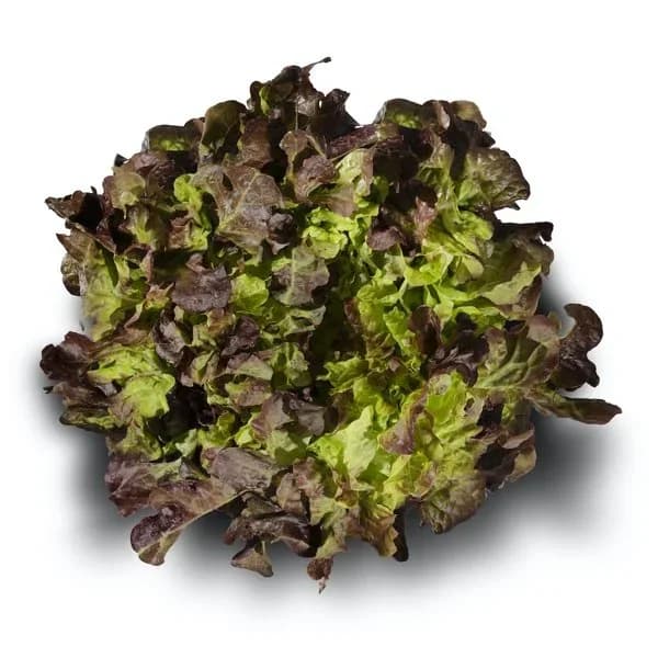 Lechuga hoja roble - 1 ud - Imagen del producto en Findit