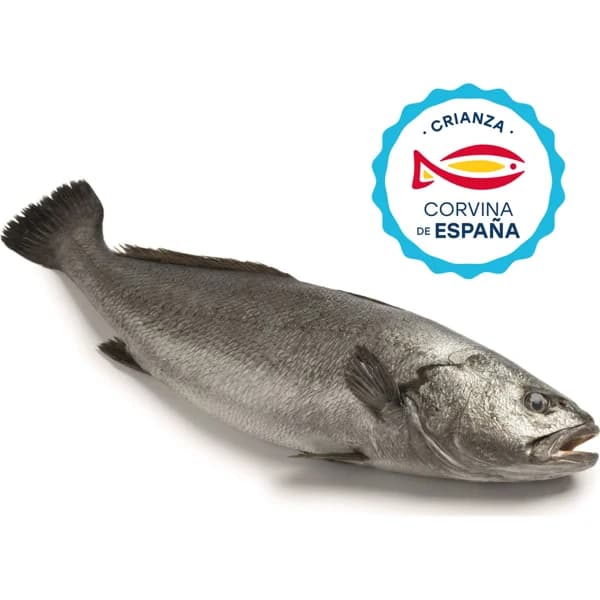 Corvina Mediterraneo - 1.25 kg - Imagen del producto en Findit