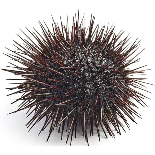 Erizos Grande Lonja - 0.06 kg - Imagen del producto en Findit