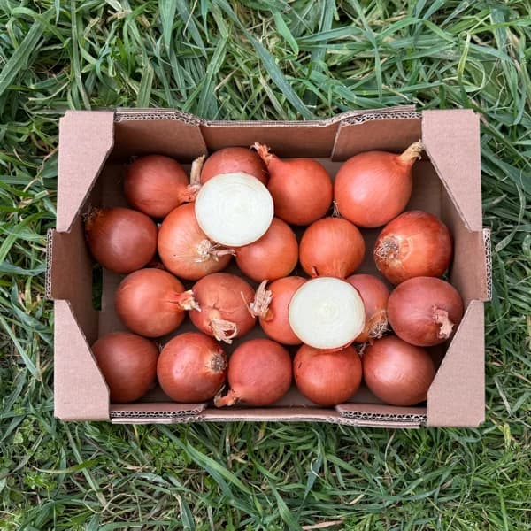 Cebollas de Nuestros Agricultores Españoles - Grande - 9kg (33-35 piezas aprox + 12% de ahorro en precio y transporte) - 9 kg - Imagen del producto en Findit