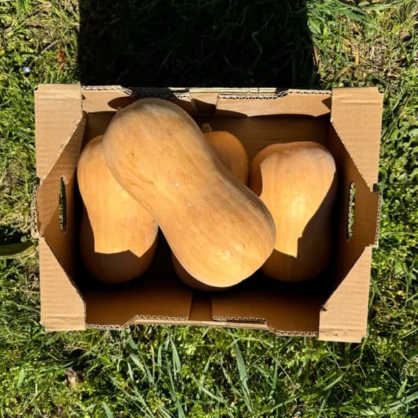 Calabaza de Cacahuete de Nuestros Agricultores - 8kg - 8 kg - Imagen del producto en Findit