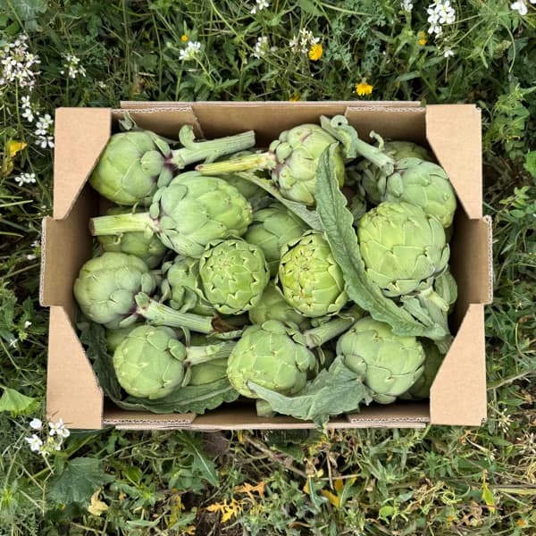 Alcachofa de Nuestros Agricultores - Convencional / Pequeña - 2.5kg (16-20 piezas aprox) - 2.5 kg - Imagen del producto en Findit