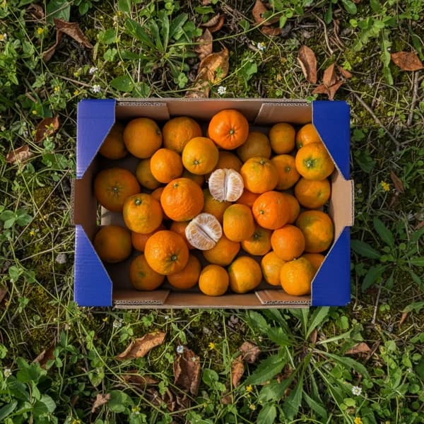 Mandarina de Nuestros Agricultores - Grande - 9kg (29% de ahorro en precio y transporte) - 9 kg - Imagen del producto en Findit