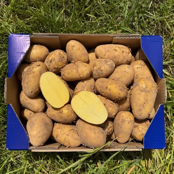 Patatas de Nuestros Agricultores - Grande - 12kg (68-90 piezas aprox + 54% de ahorro en precio y transporte) - 12 kg - Imagen del producto en Findit