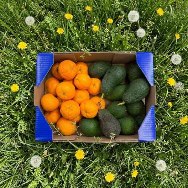 Mandarina y Aguacate de Nuestros Agricultores - 2.5kg Mandarina + 1.5kg Aguacate - 4 kg - Imagen del producto en Findit