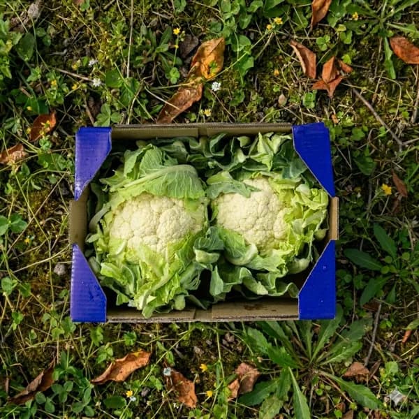 Coliflor - 2uds - 2 ud - Imagen del producto en Findit