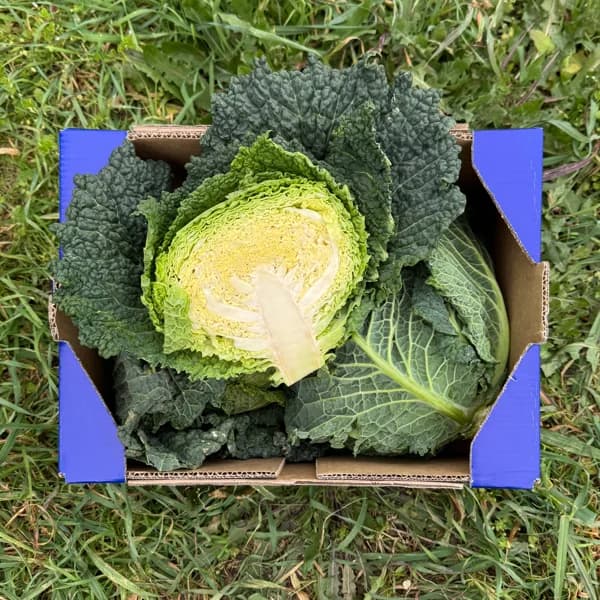 Repollo - 3.5kg - 3.5 kg - Imagen del producto en Findit