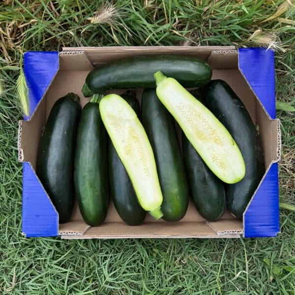 Calabacín de Nuestros Agricultores - Grande - 8kg (53% de ahorro en precio y transporte) - 8 kg - Imagen del producto en Findit
