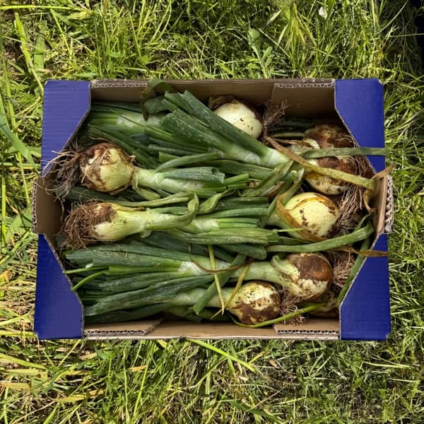 Cebolla Tierna de Nuestros Agricultores - Mediana - 3kg (10-15 manojos aprox + 20% de ahorro en precio y transporte) - 3 kg - Imagen del producto en Findit