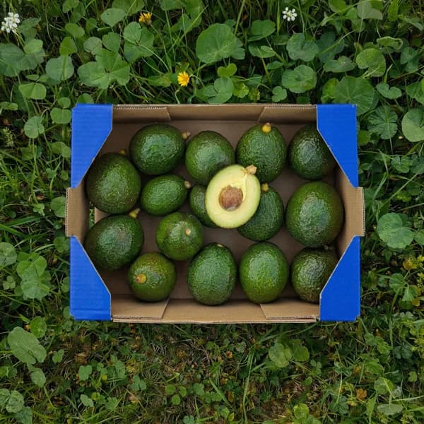 Aguacate de Nuestros Agricultores - Convencional / Reed / Mediana - 3.6kg (14-18 piezas aprox + 11% de ahorro en precio y transporte) - 1 ud - Imagen del producto en Findit