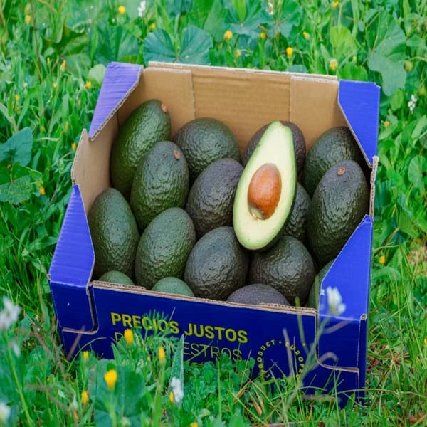 Aguacate de Nuestros Agricultores - Organico / Hass / Pequeña - 1.7kg (7-9 piezas aprox) - 1.7 kg - Imagen del producto en Findit