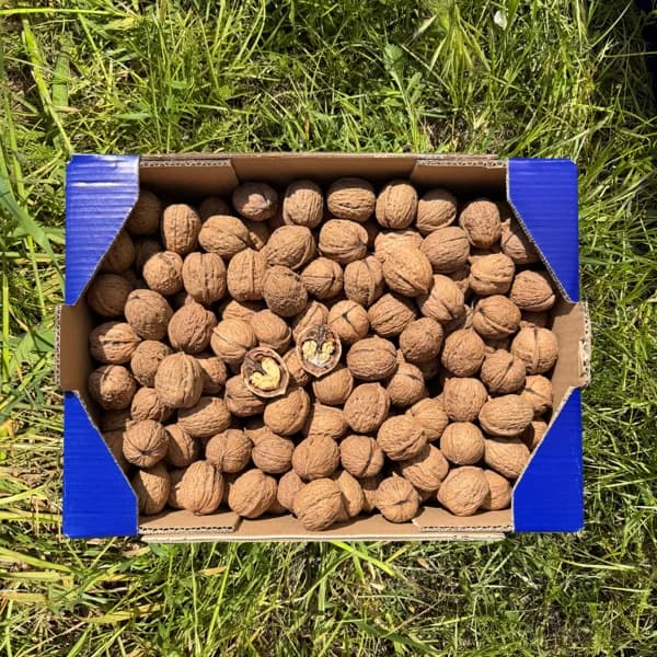 Nueces de Nuestros Agricultores - Grande - 8kg (12% de ahorro en precio y transporte) - 8 kg - Imagen del producto en Findit