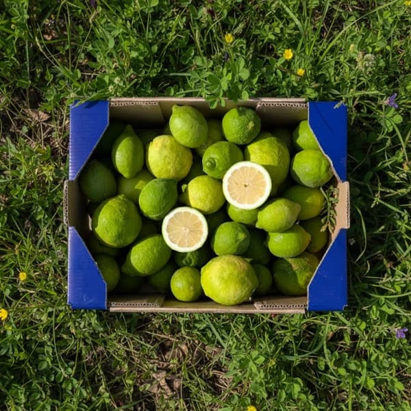 Limón de Nuestros Agricultores - Organico / Mediana - 3.5kg (17-19 piezas aprox + 15% de ahorro en precio y transporte) - 3.5 kg - Imagen del producto en Findit