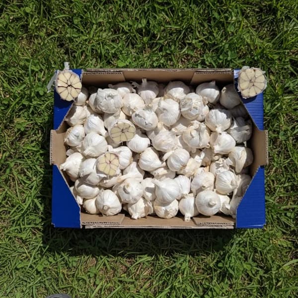 Ajo Morado - Mediana - 4.5kg (9% de ahorro en precio y transporte) - 4.5 kg - Imagen del producto en Findit