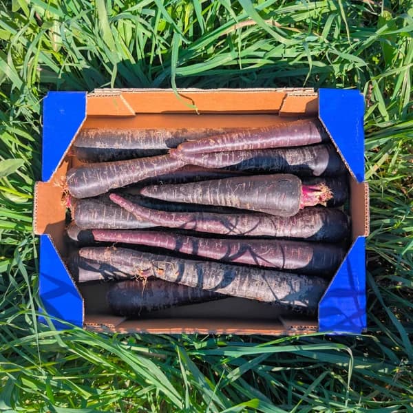 Zanahoria Morada de Nuestros Agricultores - Pequeña - 3.5kg - 3.5 kg - Imagen del producto en Findit