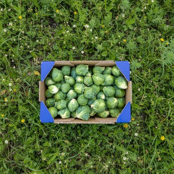 Col de Bruselas - 1.75kg - 1.75 kg - Imagen del producto en Findit