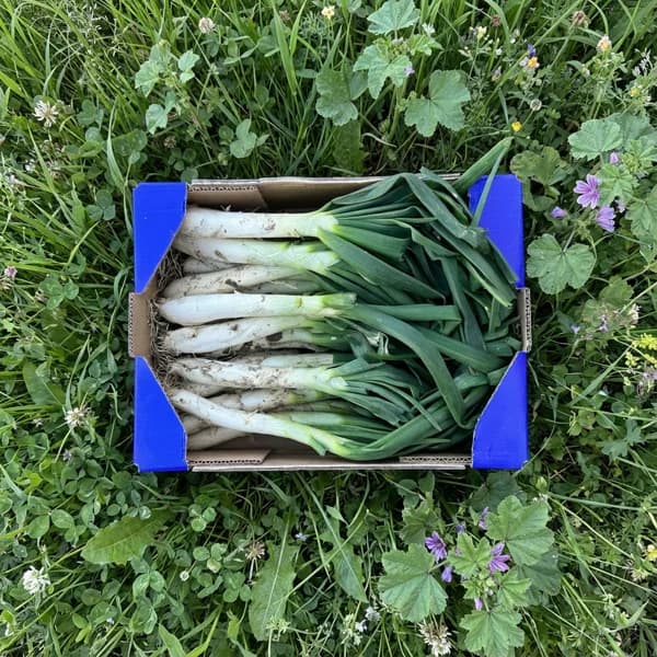 Calçots de Nuestros Agricultores - Grande - 50uds (15% de ahorro en precio y transporte) - 50 ud - Imagen del producto en Findit