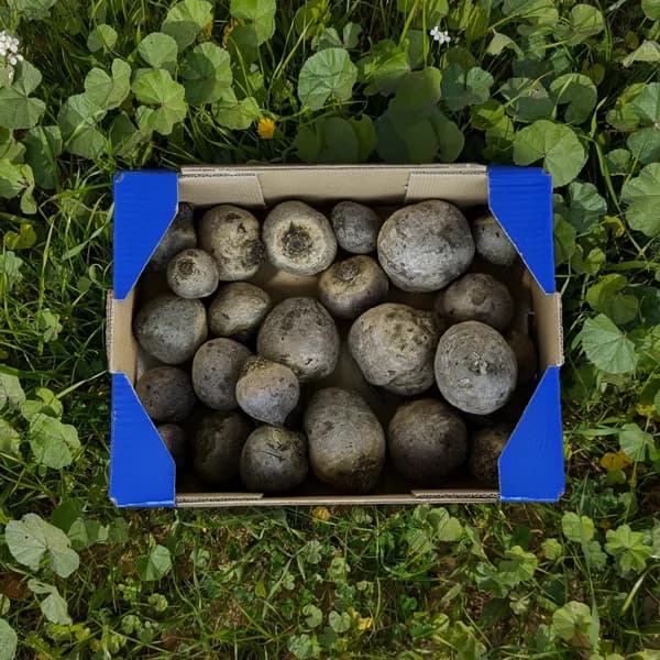 Remolacha de Nuestros Agricultores - Grande -  4.5kg (18% de ahorro en precio y transporte) - 4.5 kg - Imagen del producto en Findit