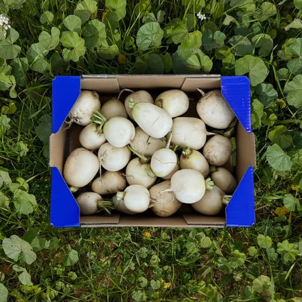 Nabo de Nuestros Agricultores - Grande -  4kg (10% de ahorro en precio y transporte) - 4 kg - Imagen del producto en Findit