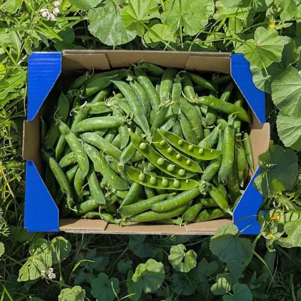 Guisantes de Nuestros Agricultores - Grande - 4kg (18% de ahorro en precio y transporte) - 4 kg - Imagen del producto en Findit