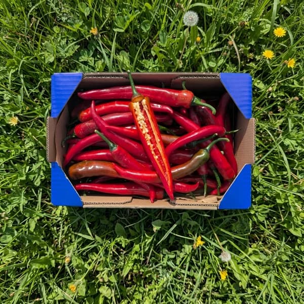 Pimiento Rojo Picante - 1.2kg - 1.2 kg - Imagen del producto en Findit
