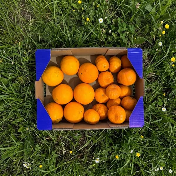 Mandarina y Naranja de Nuestros Agricultores - 2kg Mandarina + 2kg Naranja - 4 kg - Imagen del producto en Findit