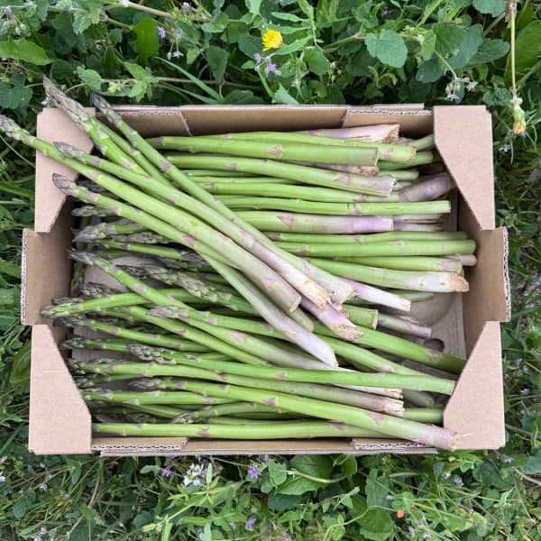 Espárragos Trigueros - Grande - 7kg (8% de ahorro en precio y transporte) - 7 kg - Imagen del producto en Findit