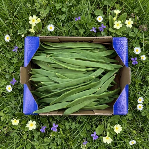 Judía Plana de Nuestros Agricultores - Mediana - 3.5kg (10% de ahorro en precio y transporte) - 3.5 kg - Imagen del producto en Findit