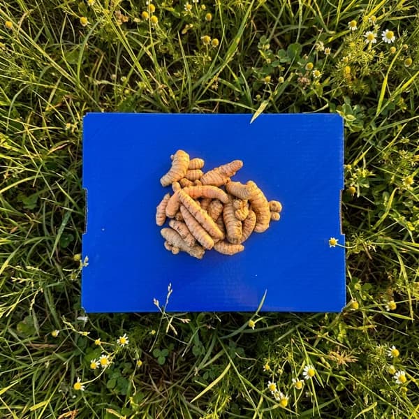 Cúrcuma Orgánica - 1kg - 1 kg - Imagen del producto en Findit