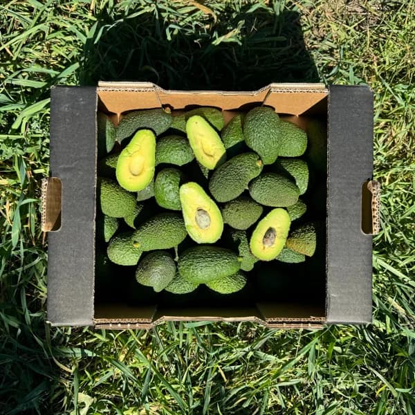 Súper Mini Aguacates de Nuestros Agricultores Españoles - Convencional / Mediana - 4kg (42-45 piezas aprox + 11% ahorro en precio y transporte) - 4 kg - Imagen del producto en Findit
