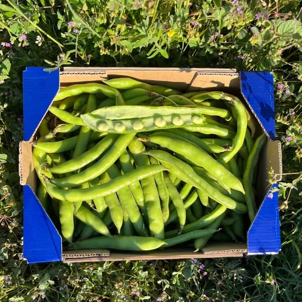 Habas Tiernas de Nuestros Agricultores - Grande - 4kg (25% de ahorro en precio y transporte) - 1 ud - Imagen del producto en Findit