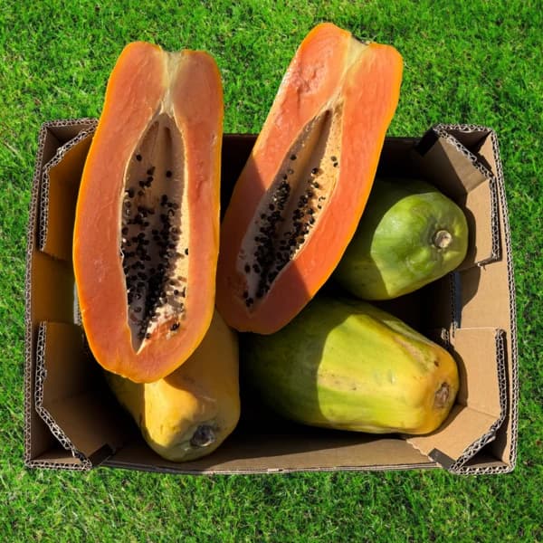 Papaya de Nuestros Agricultores - Grande - 7.5kg (13% de ahorro en precio y transporte) - 7.5 kg - Imagen del producto en Findit