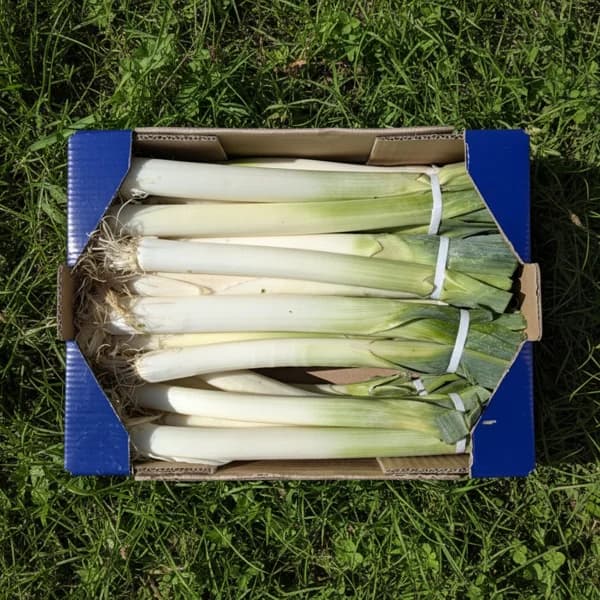 Puerro de Nuestros Agricultores - Grande - 8kg (36-42 manojos + 11% de ahorro en precio y transporte) - 8 kg - Imagen del producto en Findit