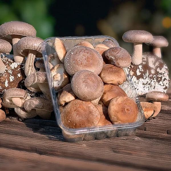 Setas Shiitake de Nuestros Agricultores - 4 bandejas - 4 ud - Imagen del producto en Findit