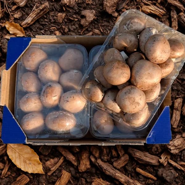 Champiñón Portobello de Nuestros Agricultores - 4 bandejas - 4 ud - Imagen del producto en Findit
