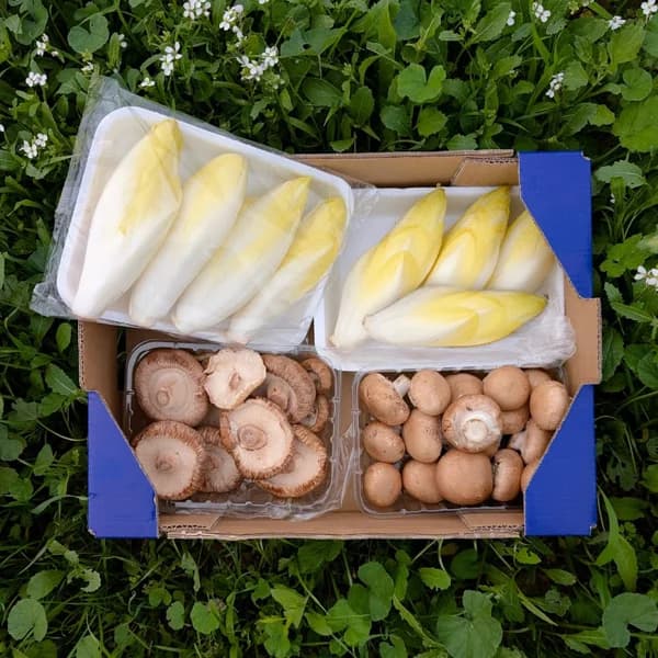 Endivia + Champiñones Portobello + Setas Shiitake - 1 ud - Imagen del producto en Findit