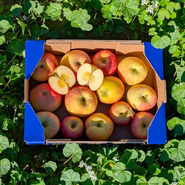 Manzana de Nuestros Agricultores - Fuji / Grande - 8kg (33% de ahorro en precio y transporte) - 1 ud - Imagen del producto en Findit