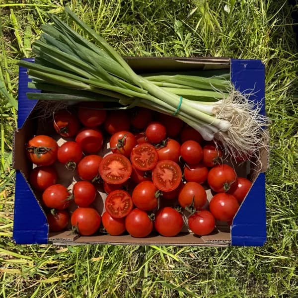 2kg Tomate de Colgar + 2 Manojos de Ajo Tierno - 1 ud - Imagen del producto en Findit