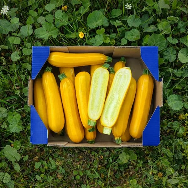 Calabacín Amarillo Nuestros Agricultores - Grande -  4.5kg (12% de ahorro en precio y transporte) - 1 ud - Imagen del producto en Findit