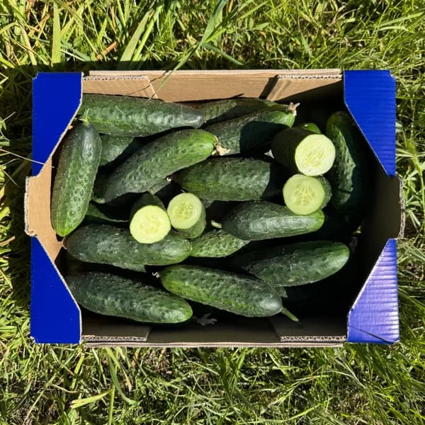 Pepino de Nuestros Agricultores - Grande - 8.5kg (8% de ahorro en precio y transporte) - 8.5 kg - Imagen del producto en Findit