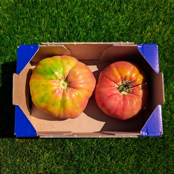 Tomate Barbastro de Nuestros Agricultores - Pequeña - 2kg (2-4 piezas aprox) - 2 kg - Imagen del producto en Findit
