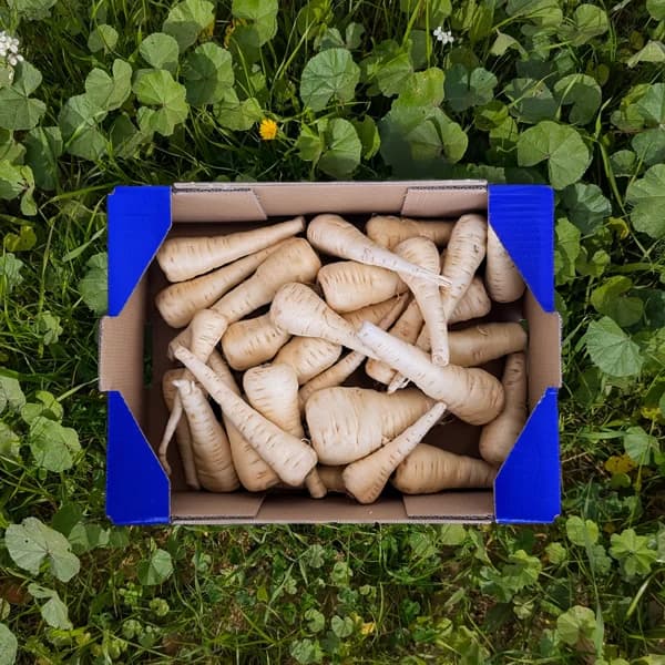 Chirivía de Nuestros Agricultores - Grande -  4kg (11% de ahorro en precio y transporte) - 4 kg - Imagen del producto en Findit