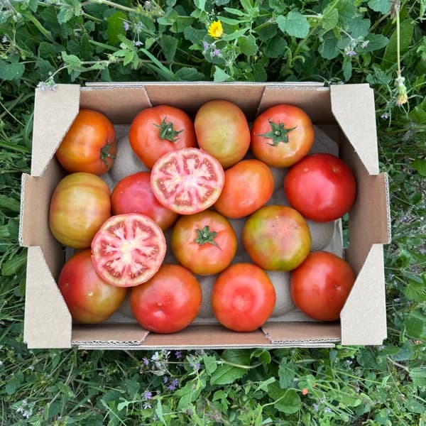 Tomate de Ensalada de Nuestros Agricultores - Pequeña - 2kg - 2 kg - Imagen del producto en Findit